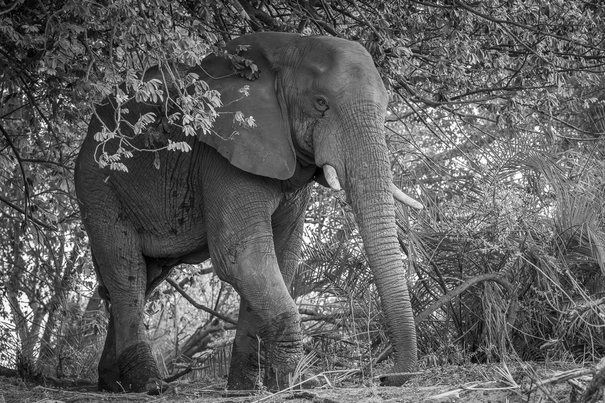 A Giant Emerges from the Jungle
